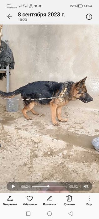 Немецкая овчарка длинношерстная 7 месяцев Сучка