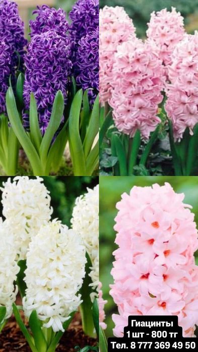 Тюльпаны в розницу и оптом! Гиацинты!