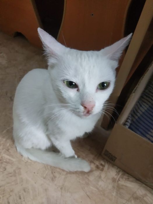 Отдадим в добрые руки