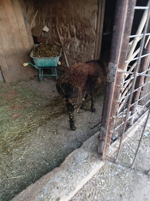 Семіз тоқты сатылады