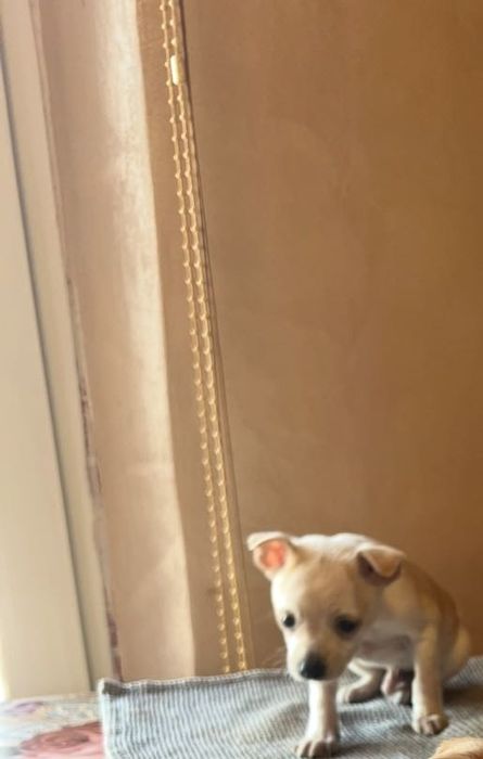 Мъжки мини пинчер