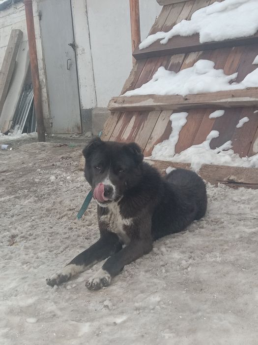 Алабай[Тобет] продаю 1 год