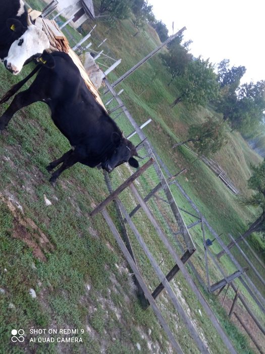 O lună de zile sau doia