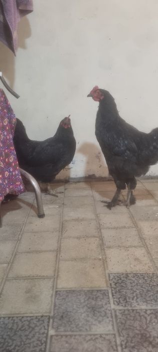 Qora shaxzoda sotiladi