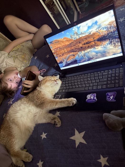 Вязка кот золотой Шиншилла