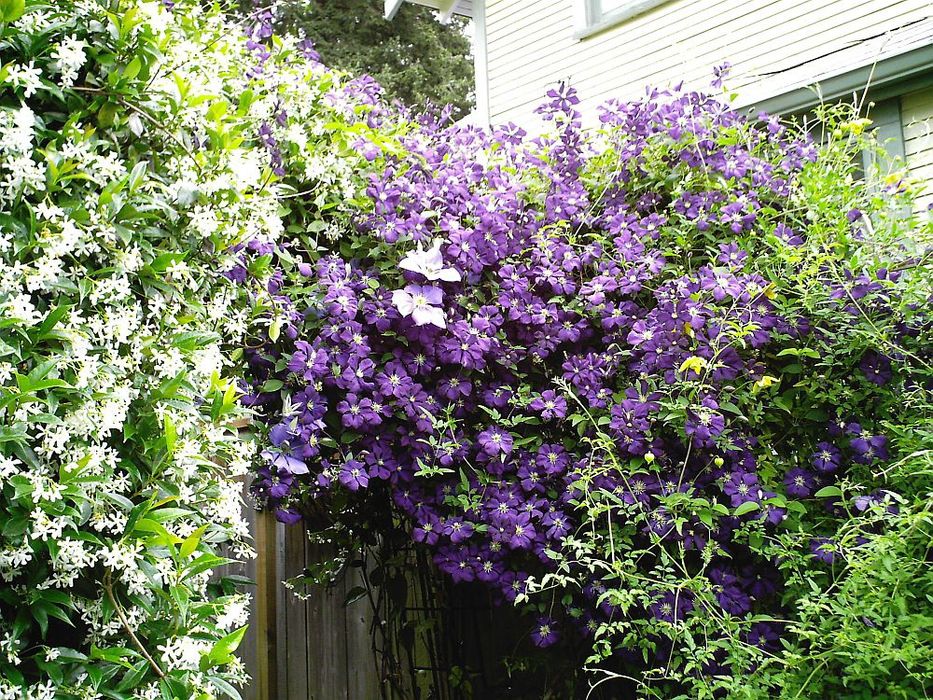 Clematis (Diferite Culori )