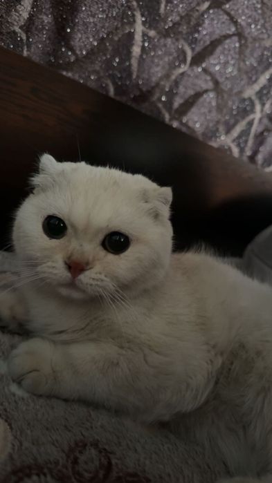 Шотландска клепоуха котка