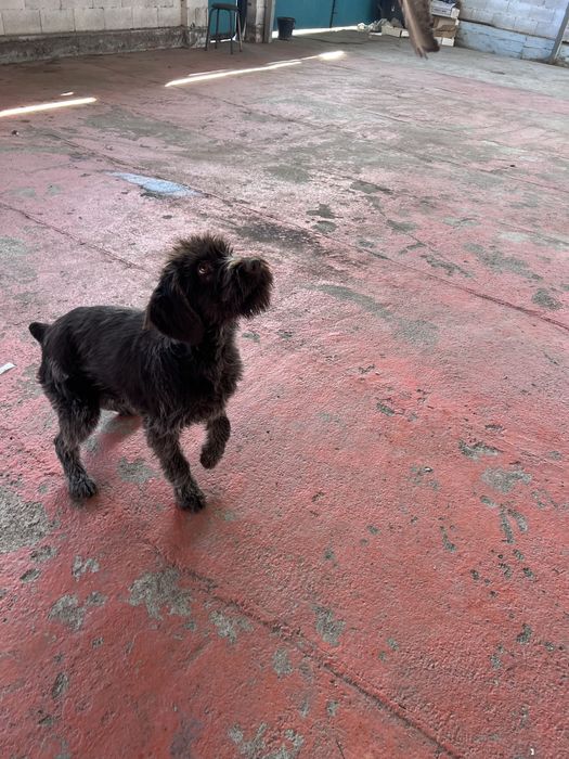 Щенок  Дратхаара