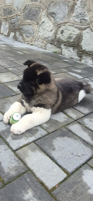 Mascul Akita American