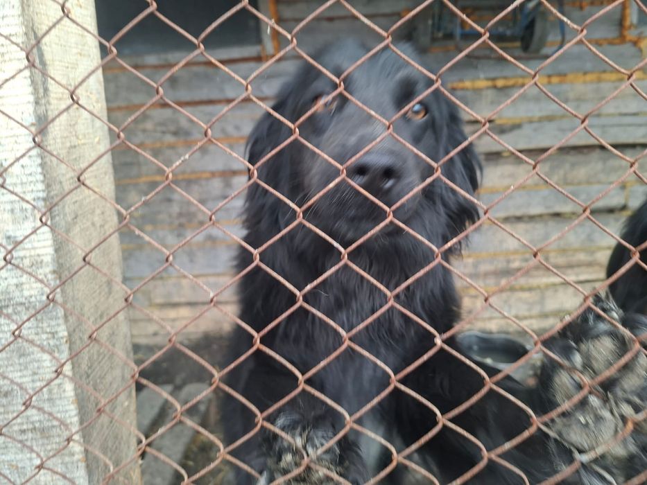 Щенки   спаниэля