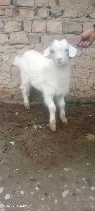 Продаётся коза зааненской молочной породы.