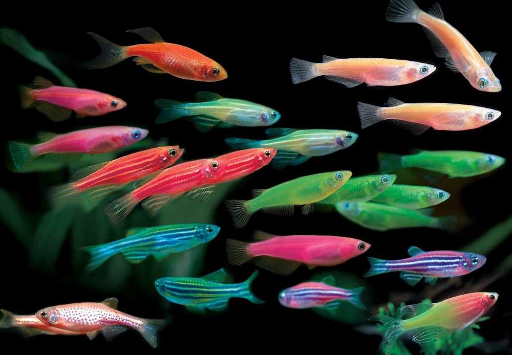 Аквариумная рыбка "Данио"