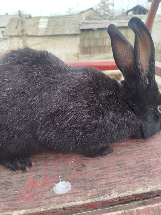 Куён сотилади, соглом