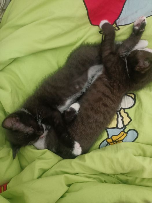 Отдам котят добрым людям