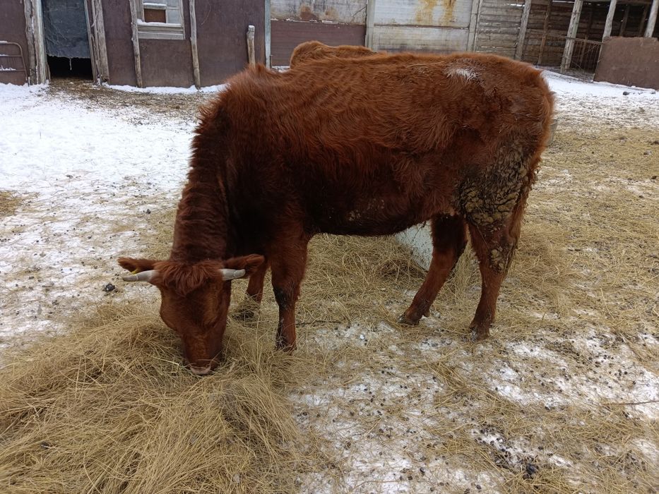 Продам стильную первотёлку около 2 года