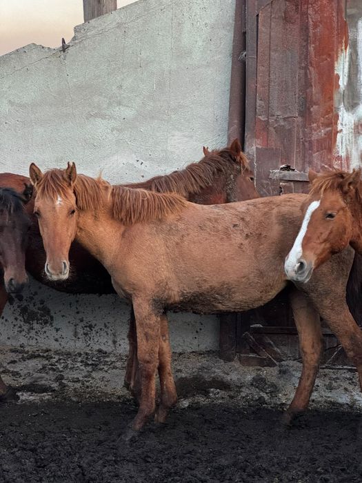 Продам тайчиков. Возраст -1,5 до 2 лет с откорма
