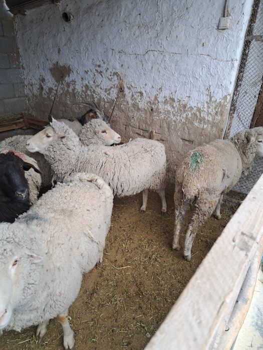 Семиз кой, токты, серкештер сатамыз