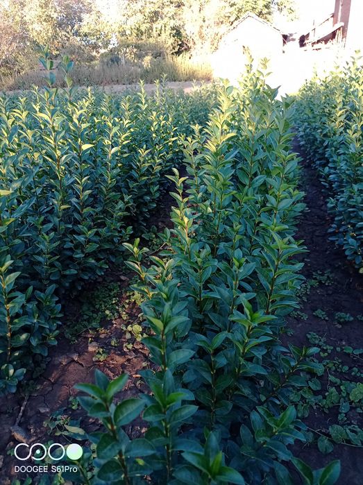 Легуструм  на гол корен -вечнозелен готов за жив  плет!070-1,10см