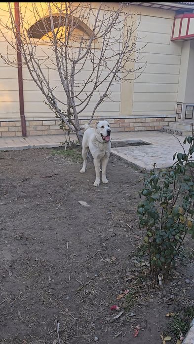 Алабай, молодой супер Тяж