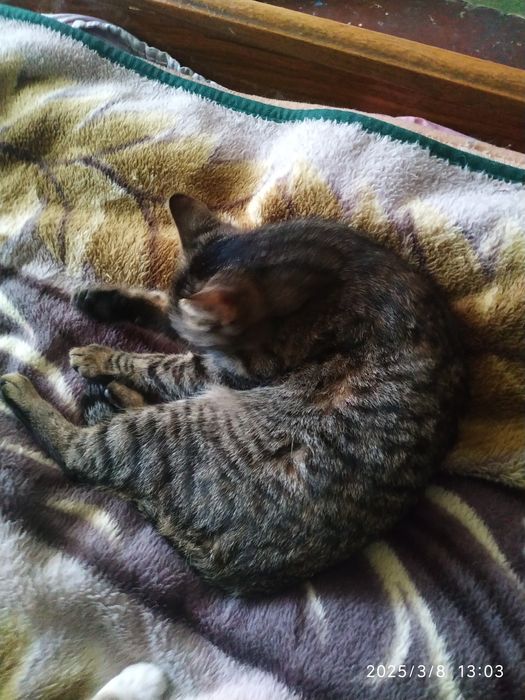 Только в хорошие и добрые руки