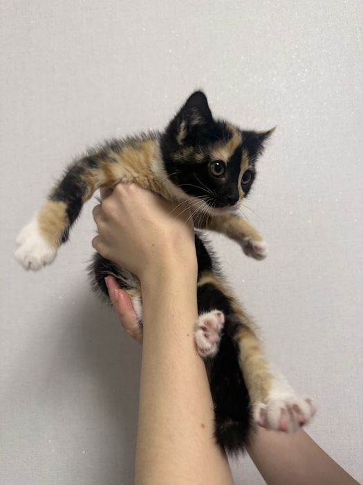 Отдам котенка в добрые руки