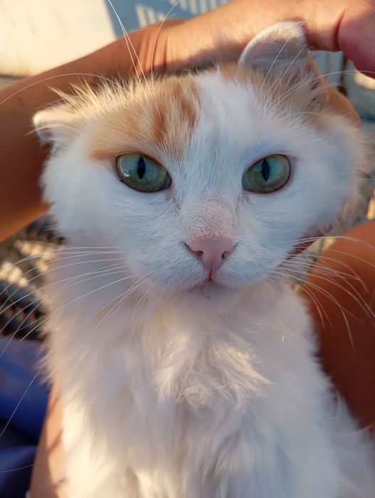 Кошка стерилизованная
