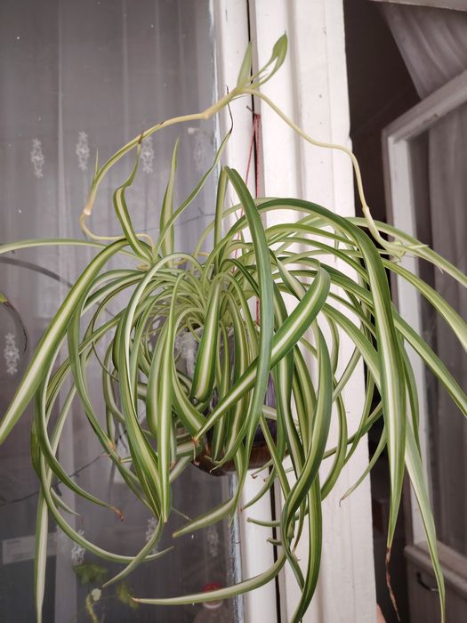 Продаются комнатные цветы