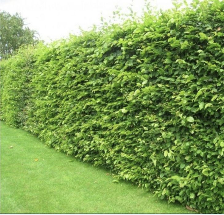 Gard Viu Ligustrum / Lemn Cainesc / Carpen