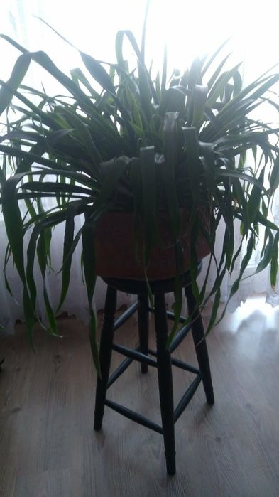 Голяма Билбергия (Billbergia) цвете в саксия