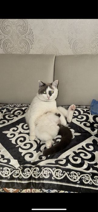 Отдам бесплатно Кот