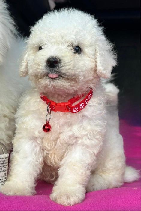 Bichon Frise de vânzare, deparazitat, vaccinat, microcipat