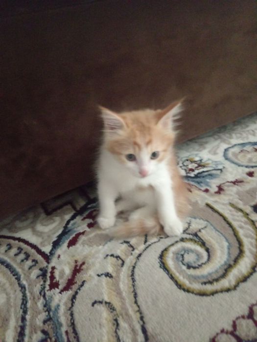 Отдадим даром котёнка