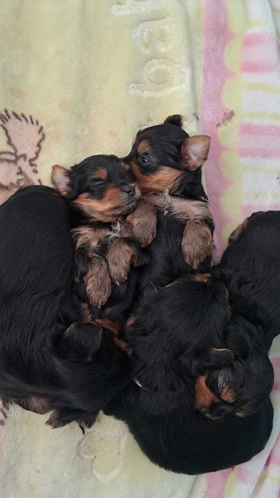 Малки бебета Йорки 800лв, 408евро