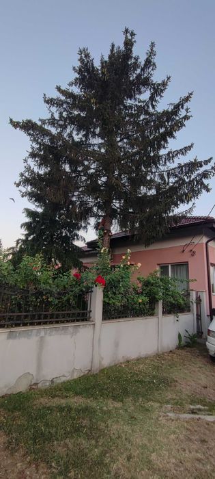 Рязане на опасни дървета