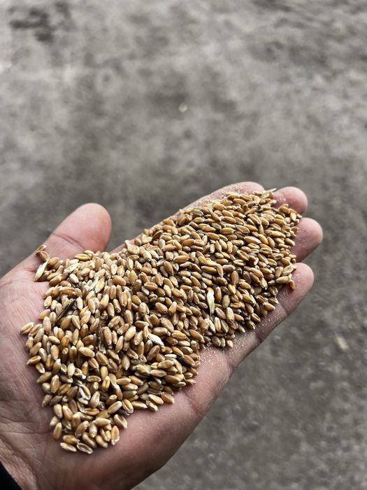 Реализуем корма для дивотных