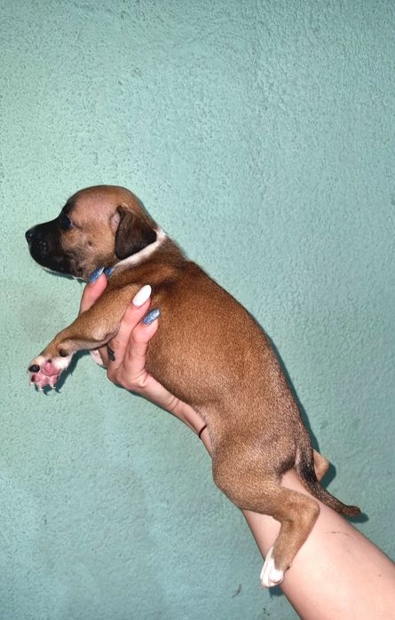 Американский стаффордширский терьер