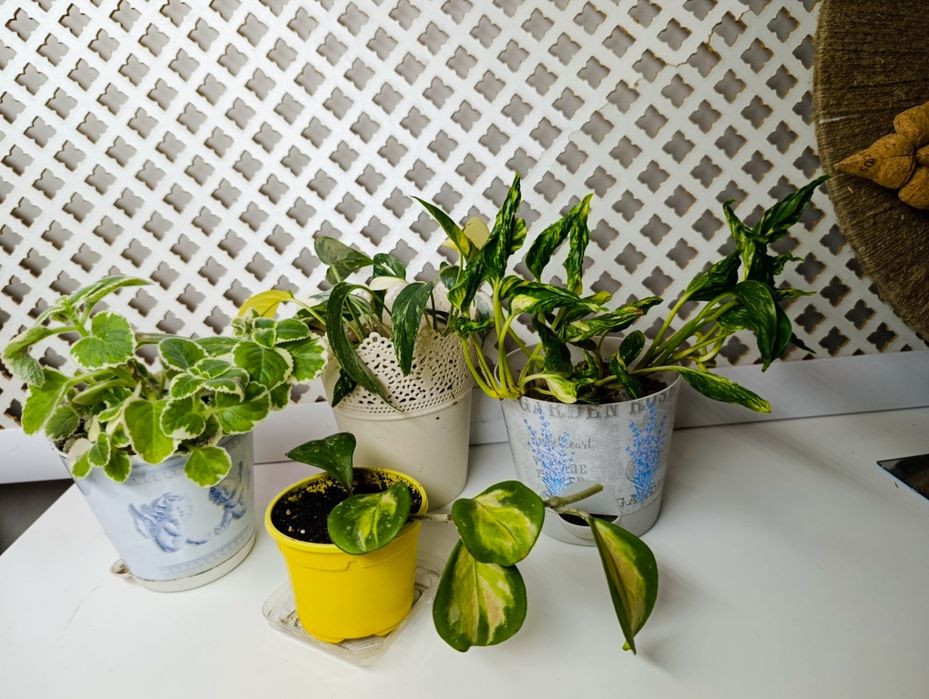 Цветы вариегатные