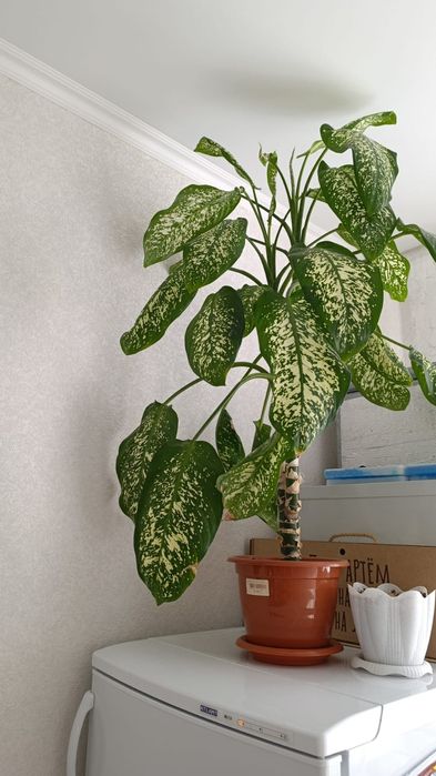 Продам красивые цветы