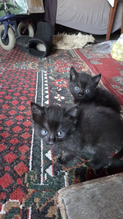 Отдам котят в добрые руки