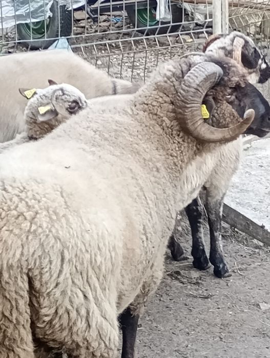 Tigaie.romaneasca