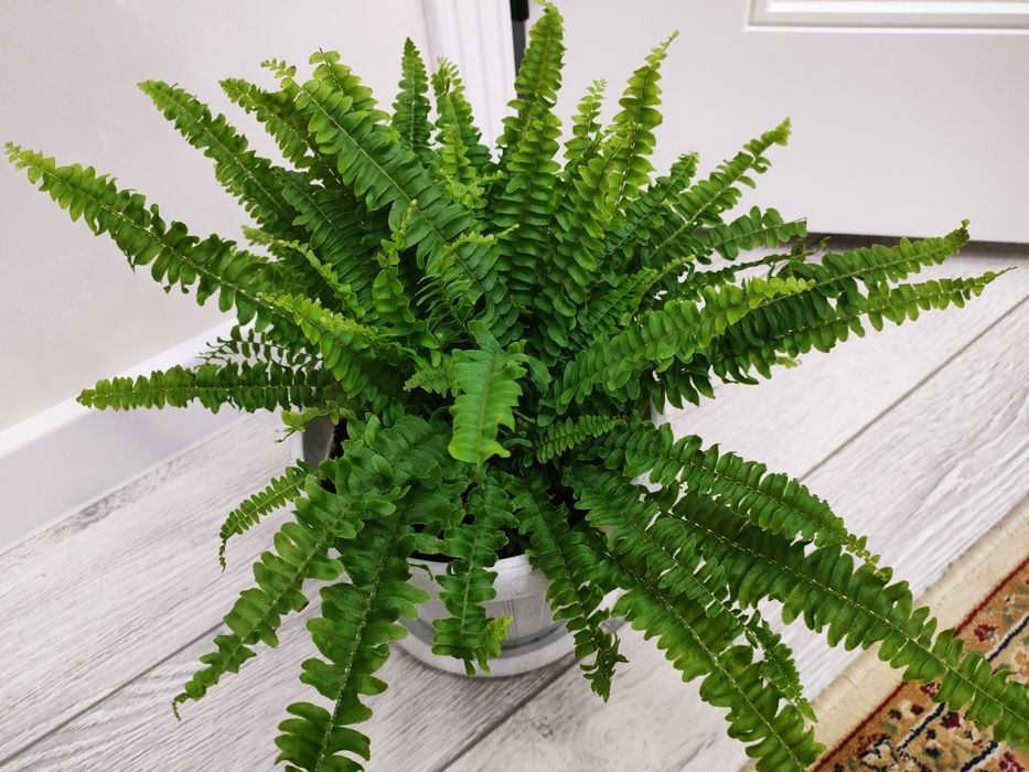 Комнатные растения. Доставка