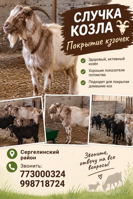 покрытие козачек
