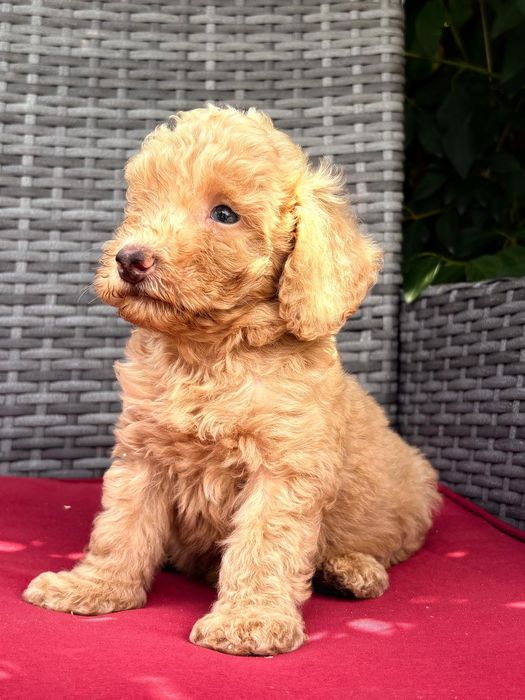 Vand puisor poodle/pudel/caniche