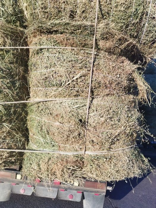 Сено люцерна жоношка сатамын урлон жоношка сатамын жоношка урлон сатам