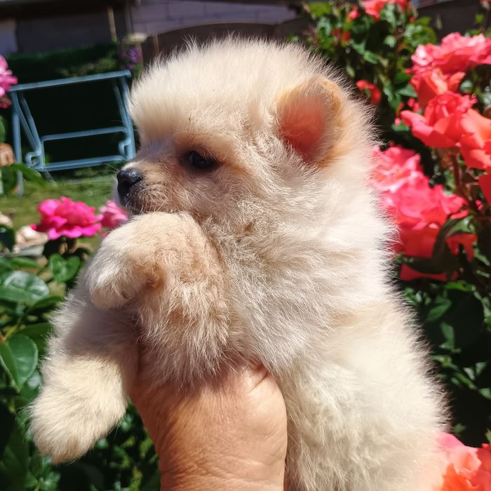 Pomeranian Mini Toy