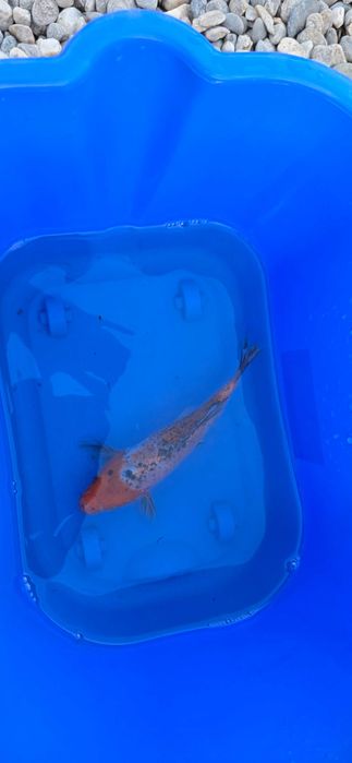 Crap koi butterfly  aclimatizati crescuti in balta naturala