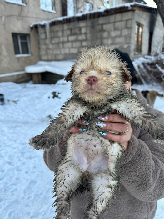 Малыши ищут дом!    .