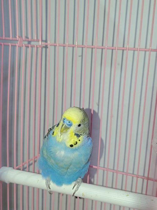 Попугай с клеткой