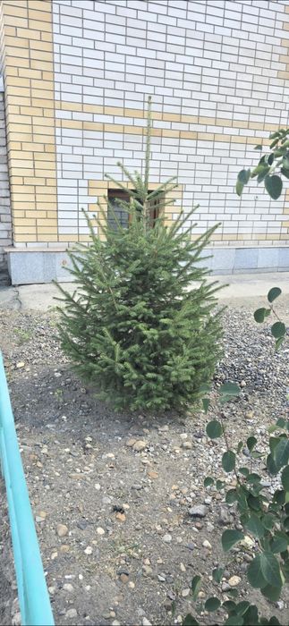 Продам ель живую 1.3