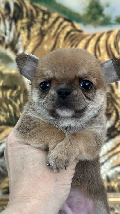 Очаровательные кукольные чихуахуа кобби